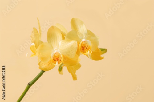 Adorable yellow orchid bloo...