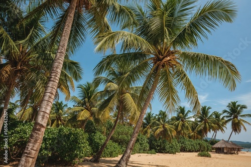 Tropical beach with coconut...
