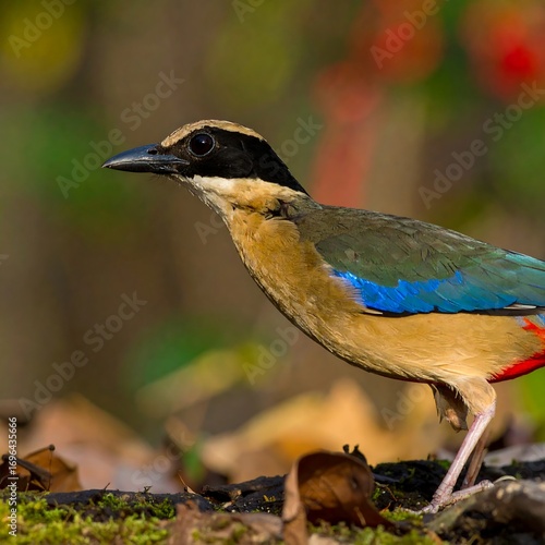 Close-up of a colorful bird, profile view, with tan, black, blue, and red plumage