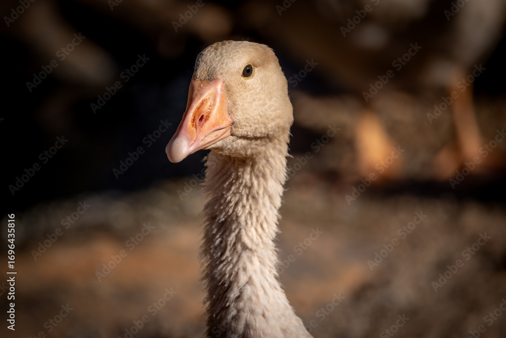 Fototapeta premium Goose