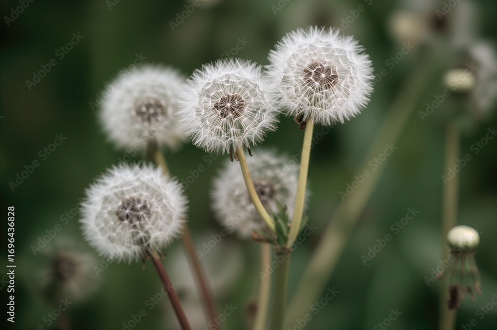 Obraz premium Fluffy white dandelion seeds prepared for dispersal in the summer season