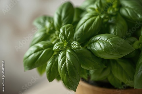 Detailed view of basil leav...
