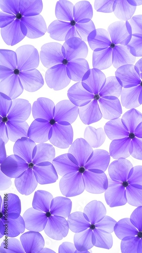 Delicate, vibrant purple flowers, close-up, overlapping petals,  soft focus