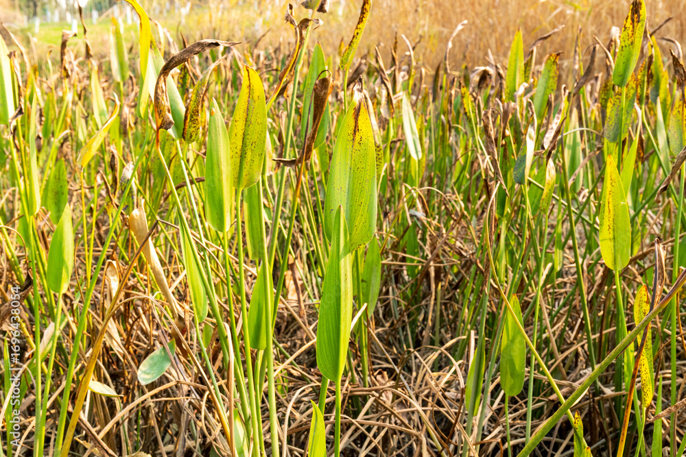 Fototapeta premium Reed plants in Chengdu Jincheng Lake Park