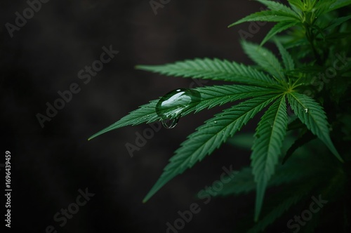 Macro shot of water droplet...