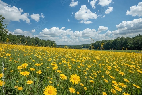 Yellow daisy field bordered...