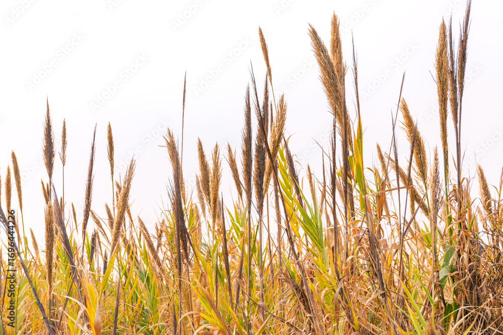 Fototapeta premium Dense reed plants