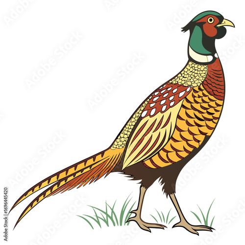 Colorful pheasant bird standing on grass