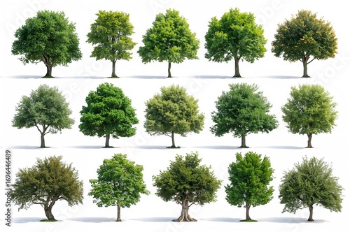 Group of trees set against ...