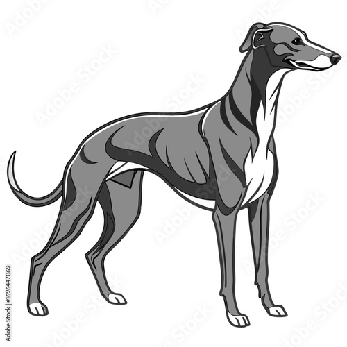 Greyhound dog standing profile