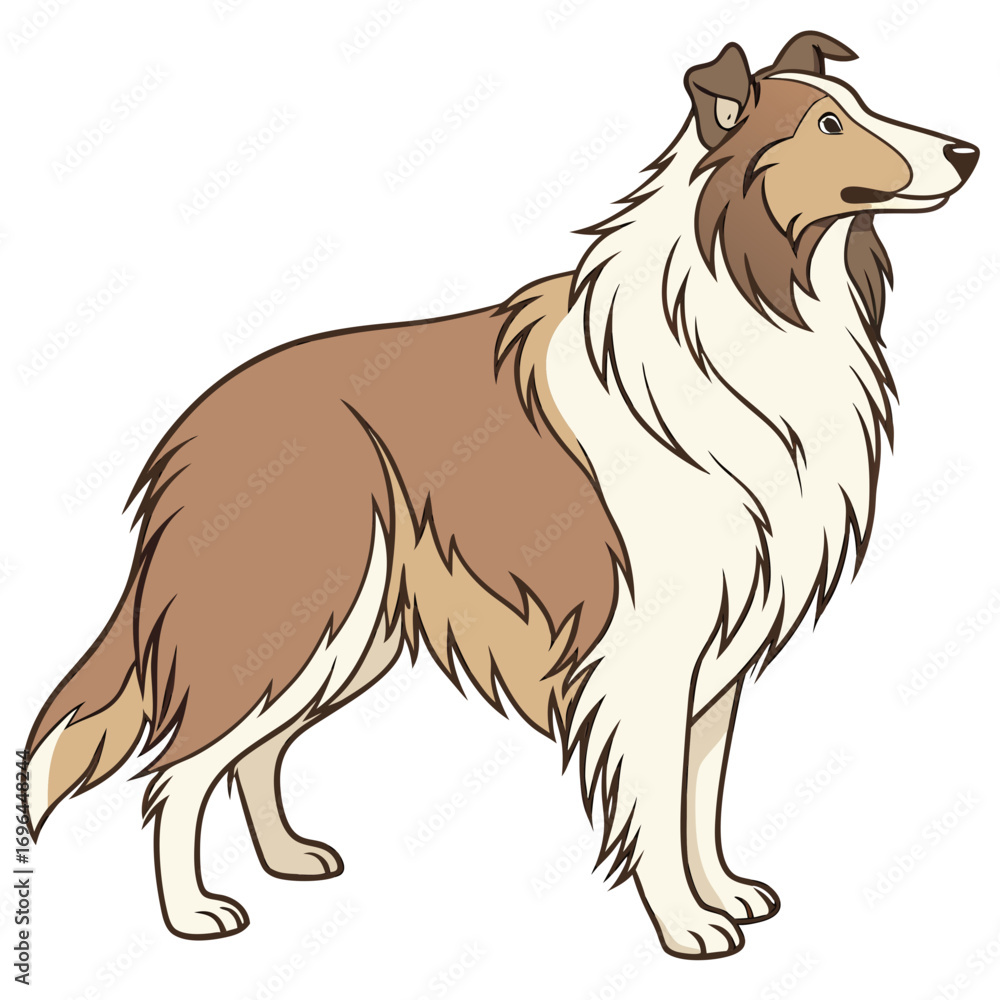 Fototapeta premium Collie dog standing