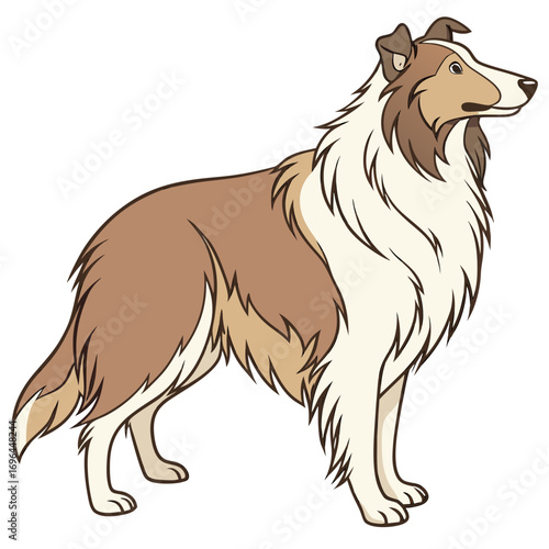 Collie dog standing