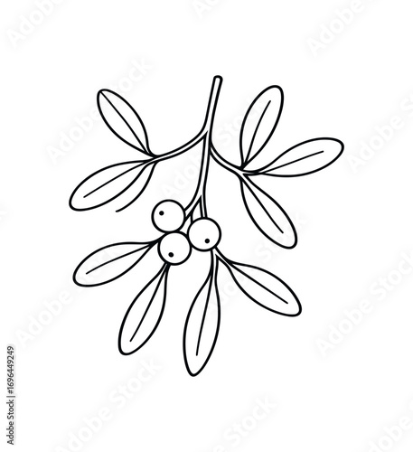 vector line illustration mistletoe isolated on white background
