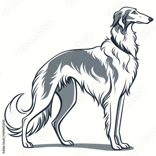 Borzoi dog standing profile