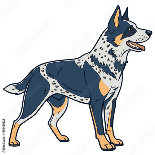 Australian cattle dog standing