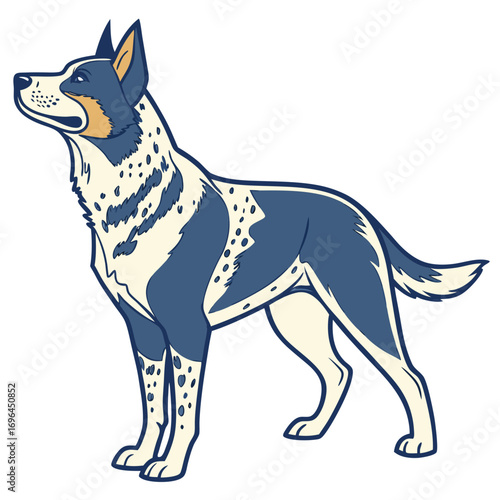 Australian cattle dog standing