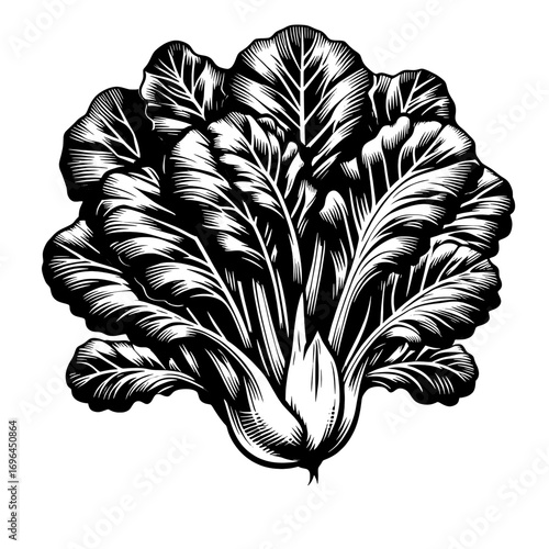 Illustration of a bok choy plant with detailed leaves in black and white drawing style design art