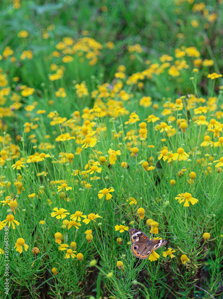 Fototapeta premium Common Buckeye Butterfly Resting in a Wildflower Meadow
