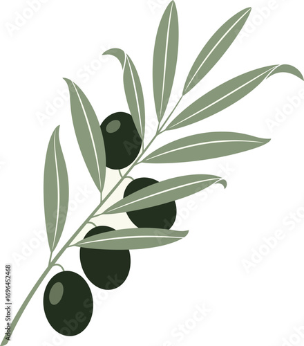 Vector art of olive branch with green olives, healthy mediterranean food