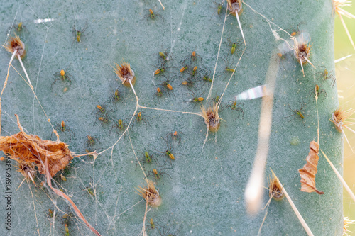 Green Lynx Spiderlings (Peucetia viridans)