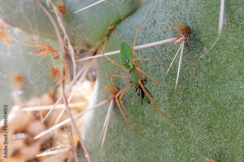 Green Lynx Spider feeding near her egg sac on prickly pear cactus