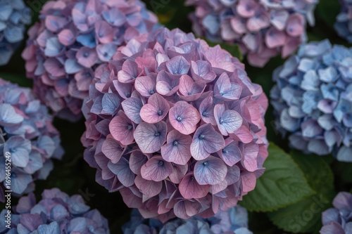 Detailed view of vibrant hy...