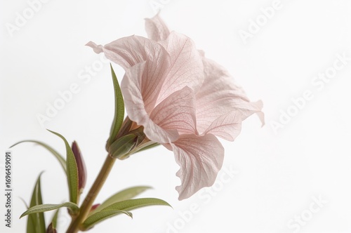 Detailed view of the flower...