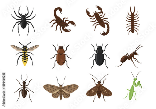 Illustration features 12 insects spider scorpion wasp beetle ant moth centipede mantis