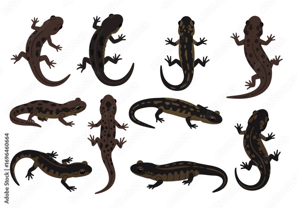 Fototapeta premium Nine salamanders in various positions colors and patterns