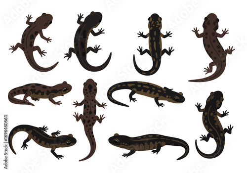 Nine salamanders in various positions colors and patterns
