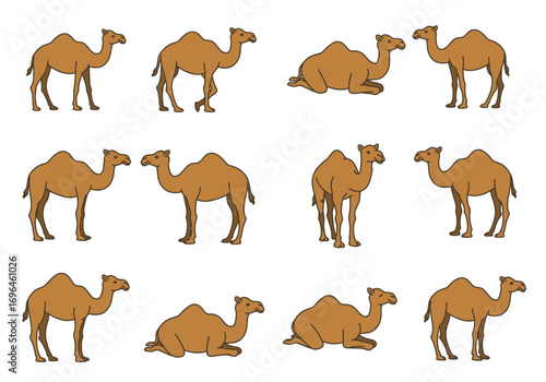 Twelve brown cartoon camels are arranged on a white background