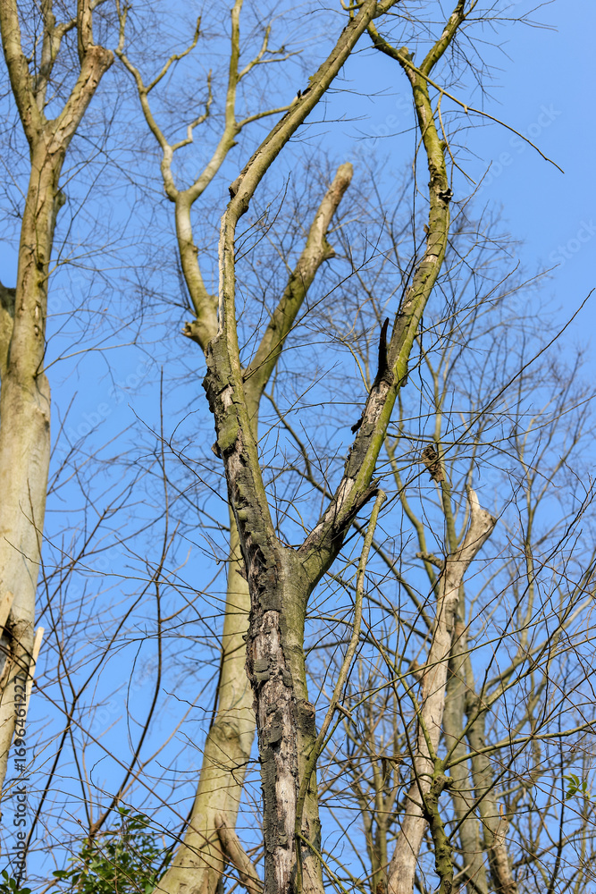 Obraz premium Dead branches in winter