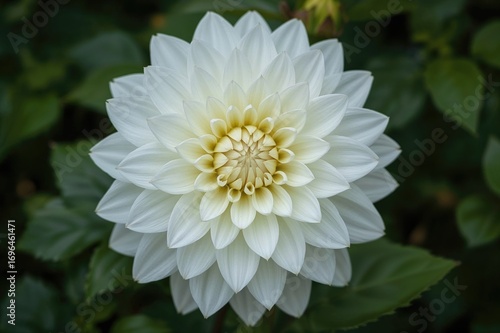 Detailed View of a White Da...