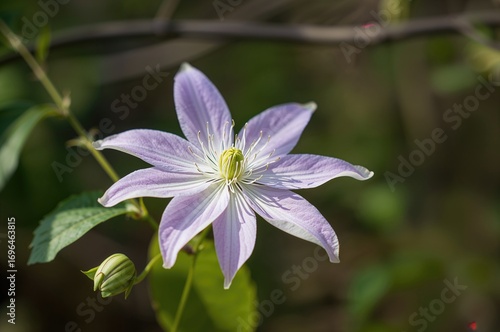 Close-up of a springtime clematis with a natural green and brown backdrop