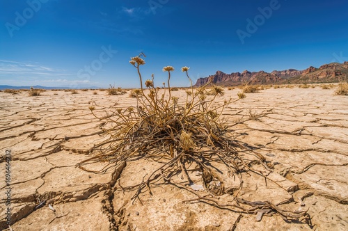 Withering Vegetation on Par...