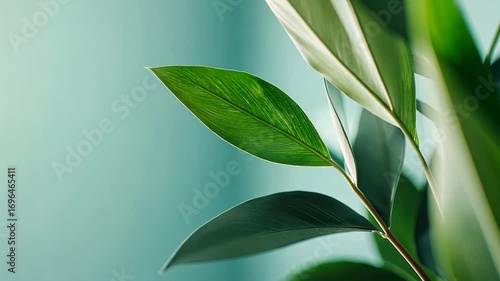 Serene Green Leaves: A Botanical Close-Up