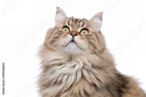 Adorable feline gazing upwards