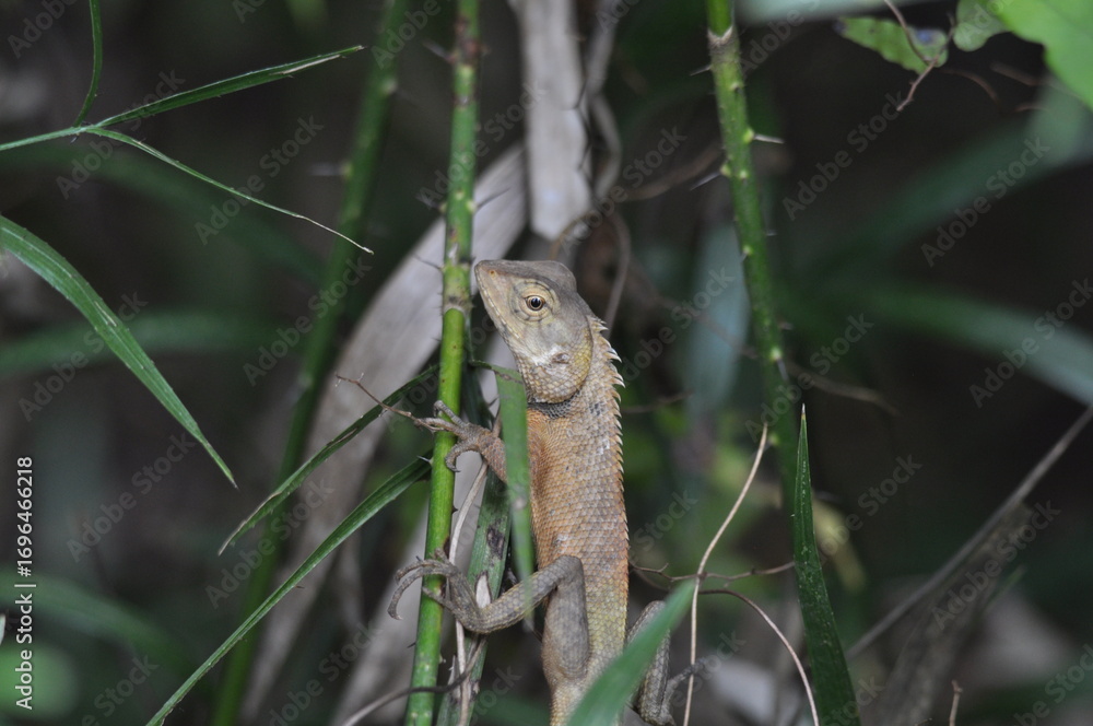 Obraz premium Indian blizzard, Calotes versicolor