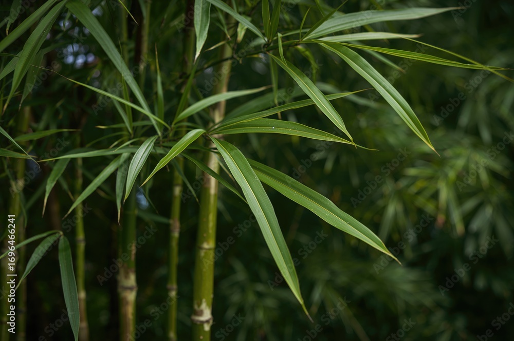 Obraz premium Close-up of an ornamental bamboo arrangement against a backdrop