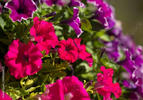 Vibrant red and purple petunias in bloom brighten a sunny garden