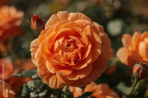 Detailed View of Orange Ros...