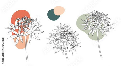 Elegant botanical line art illustrations featuring abstract organic shapes and pastel color palettes for interior decor