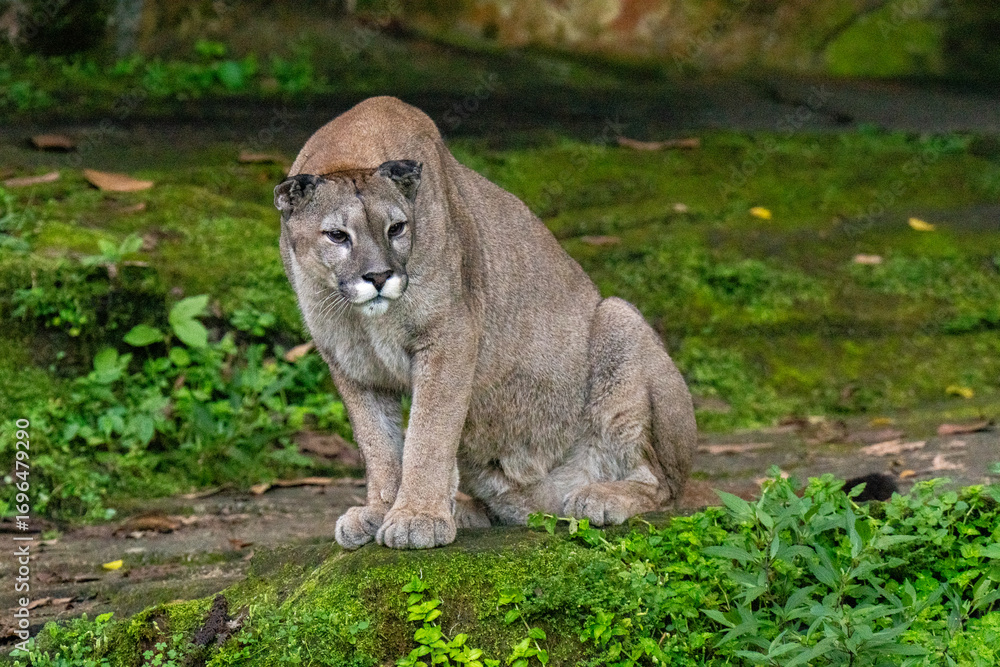 Fototapeta premium lynx in the zoo