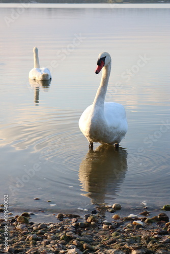 swans on the lake.