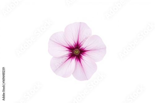 Gorgeous petunia blossoms set against a plain white backdrop