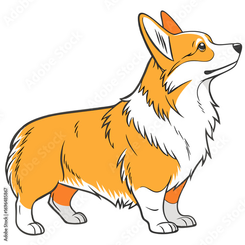 Cute pembroke welsh corgi dog standing