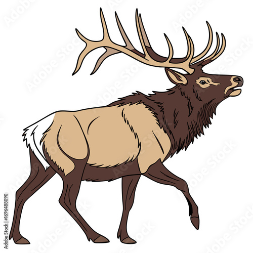 Elk with large antlers walking