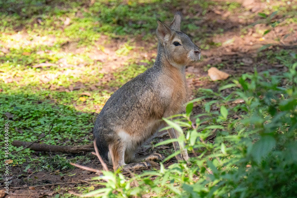 Fototapeta premium squirrel on the grass