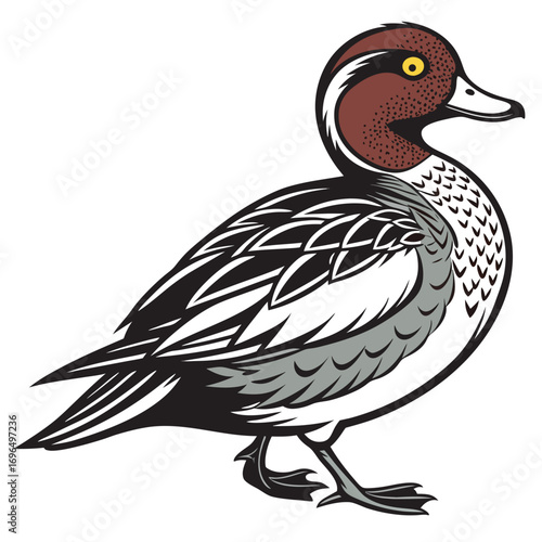 Illustration of a pintail duck