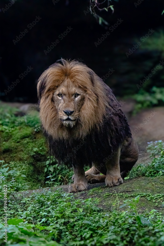 Obraz premium lion in the forest